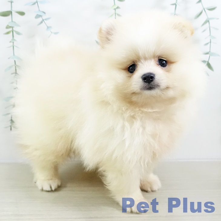 長野県のポメラニアン (ペットプラス 上田店/2025年9月13日生まれ/男の子/クリーム)の子犬の2枚目の画像