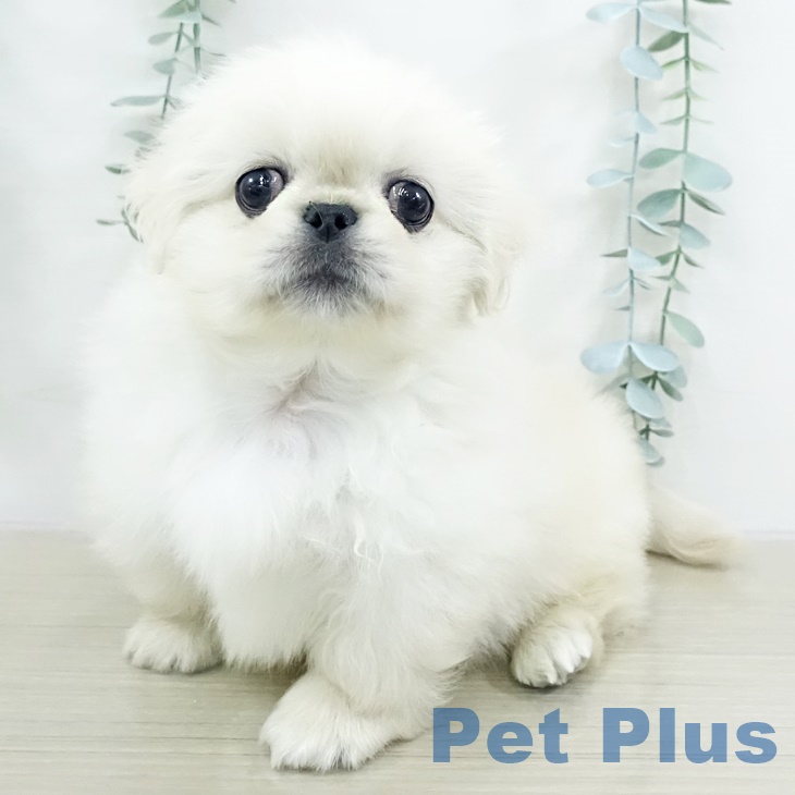 埼玉県のペキニーズ (ペットプラス ららぽーと新三郷店/2025年9月17日生まれ/男の子/クリーム)の子犬の1枚目の画像
