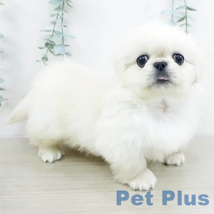 埼玉県のペキニーズ (ペットプラス ららぽーと新三郷店/2025年9月17日生まれ/男の子/クリーム)の子犬の2枚目の画像