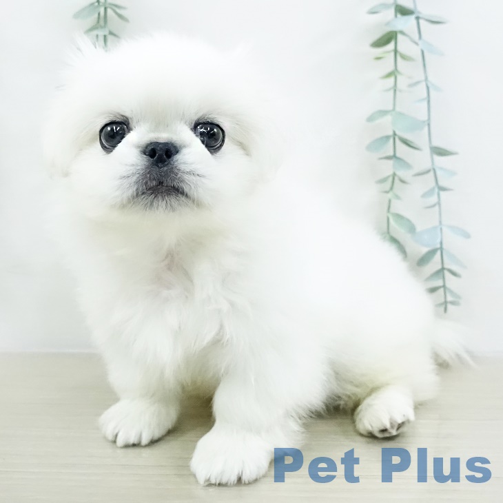 埼玉県のペキニーズ (ペットプラス 羽生店/2025年9月17日生まれ/男の子/クリーム)の子犬の1枚目の画像
