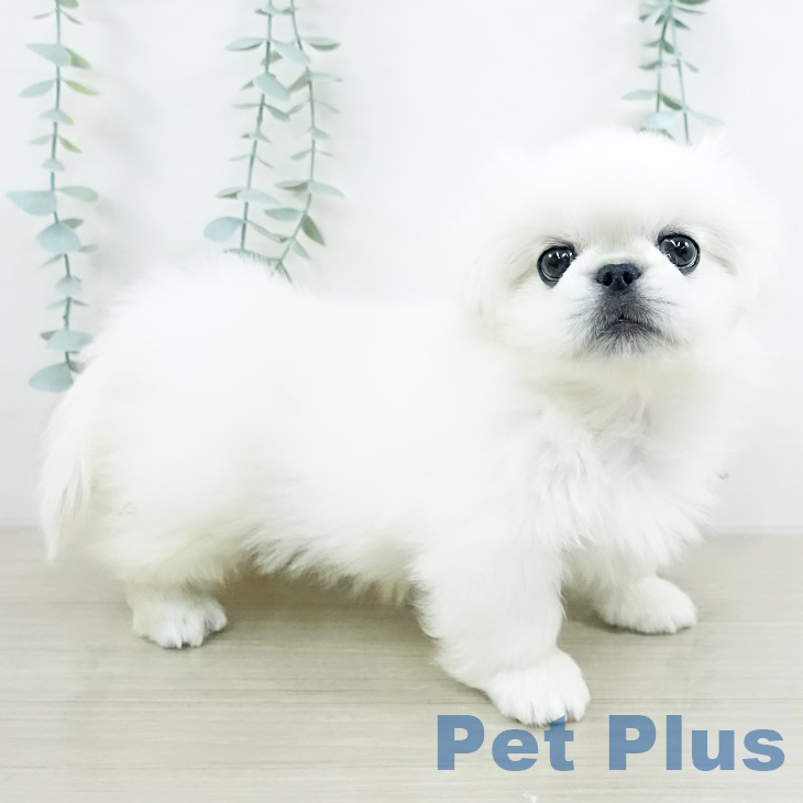 埼玉県のペキニーズ (ペットプラス 羽生店/2025年9月17日生まれ/男の子/クリーム)の子犬の2枚目の画像