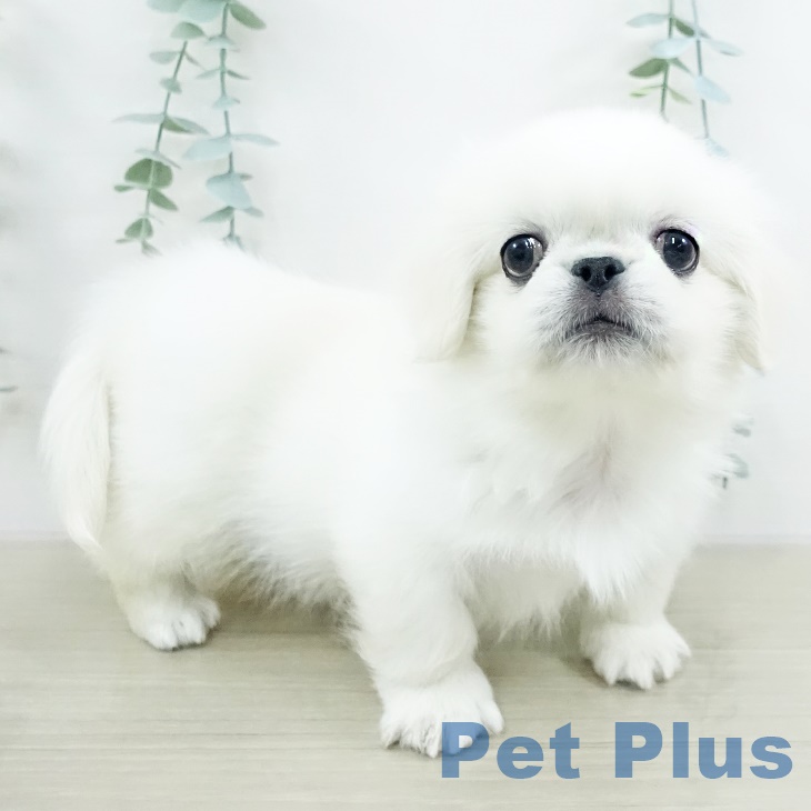 埼玉県のペキニーズ (ペットプラス 与野店/2025年9月17日生まれ/男の子/クリーム)の子犬の2枚目の画像