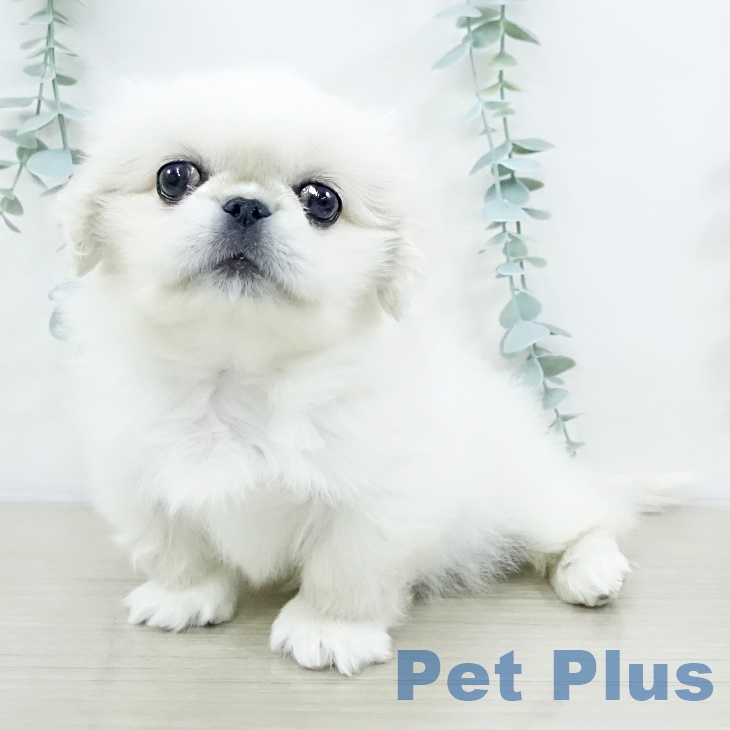 埼玉県のペキニーズ (ペットプラス ピオニウォーク東松山店/2025年9月17日生まれ/男の子/クリーム)の子犬の1枚目の画像