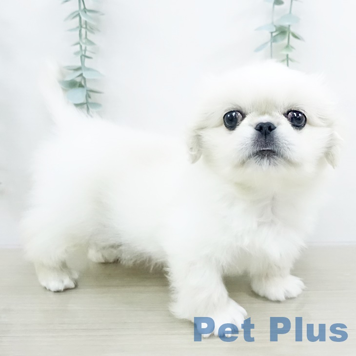 埼玉県のペキニーズ (ペットプラス ピオニウォーク東松山店/2025年9月17日生まれ/男の子/クリーム)の子犬の2枚目の画像