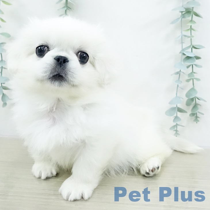 埼玉県のペキニーズ (ペットプラス ららぽーと富士見店/2025年9月17日生まれ/男の子/クリーム)の子犬の1枚目の画像