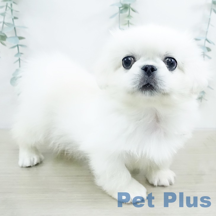 埼玉県のペキニーズ (ペットプラス ららぽーと富士見店/2025年9月17日生まれ/男の子/クリーム)の子犬の2枚目の画像