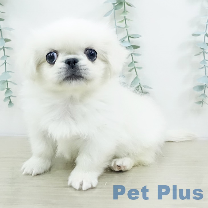 千葉県のペキニーズ (ペットプラス 幕張新都心店/2025年9月17日生まれ/女の子/クリーム)の子犬の1枚目の画像