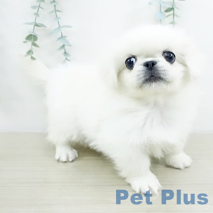 千葉県のペキニーズ (ペットプラス 幕張新都心店/2025年9月17日生まれ/女の子/クリーム)の子犬の2枚目の画像