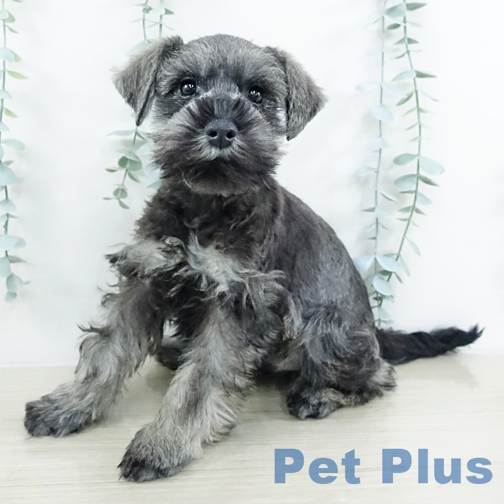 ミニチュア・シュナウザー