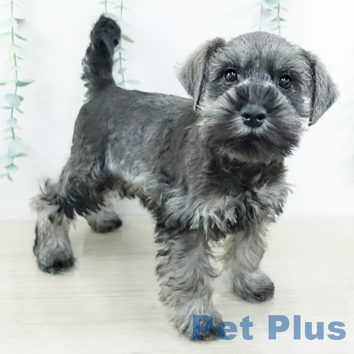 ミニチュア・シュナウザー