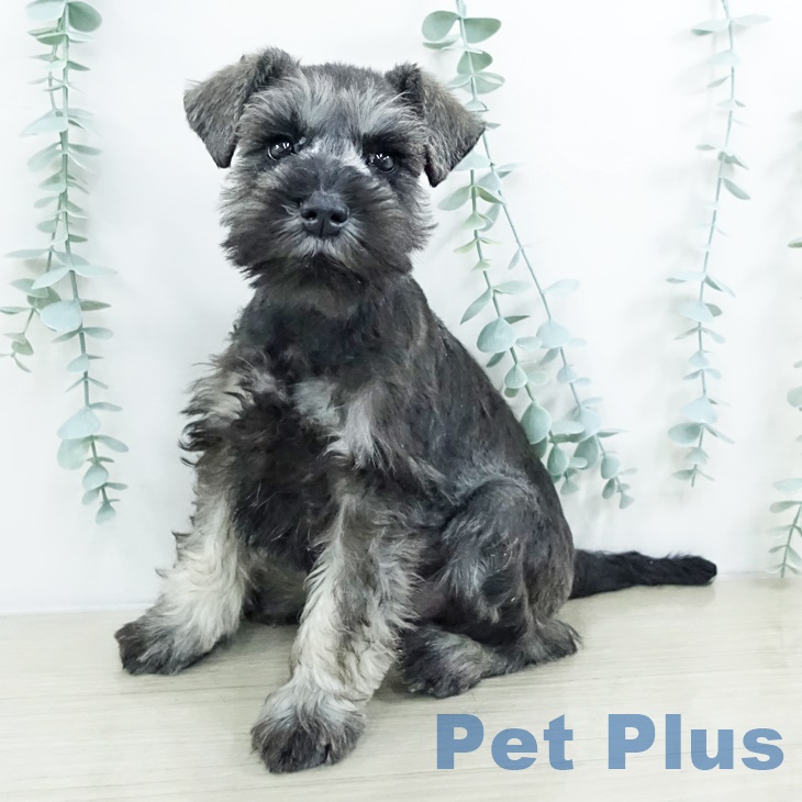 ミニチュア・シュナウザー