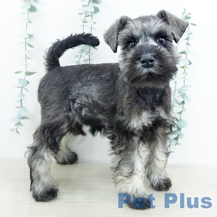 ミニチュア・シュナウザーの写真2