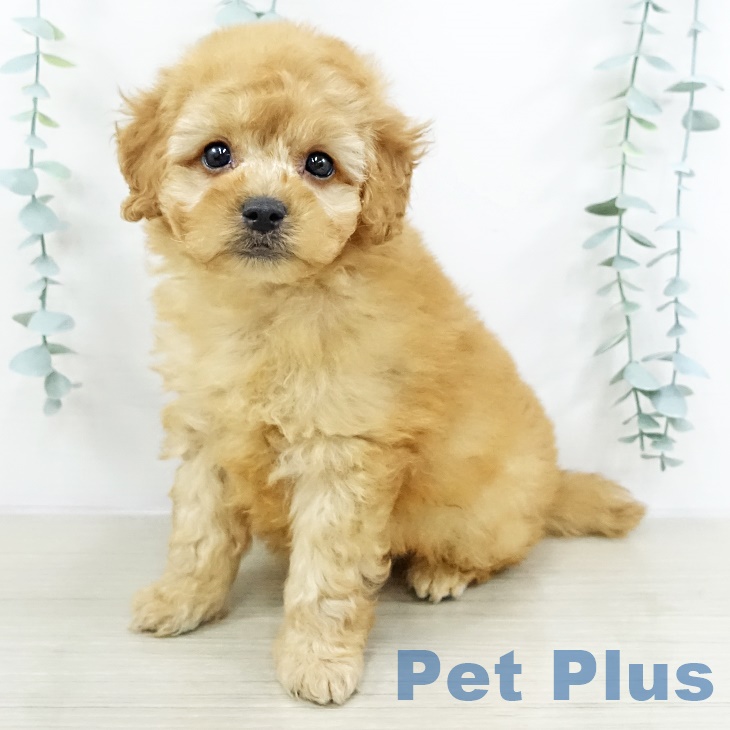 神奈川県のトイプードル(トイ) (ペットプラス 川崎ルフロン店/2025年9月17日生まれ/男の子/アプリコット)の子犬の1枚目の画像