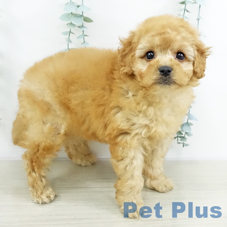 神奈川県のトイプードル(トイ) (ペットプラス 川崎ルフロン店/2025年9月17日生まれ/男の子/アプリコット)の子犬の2枚目の画像