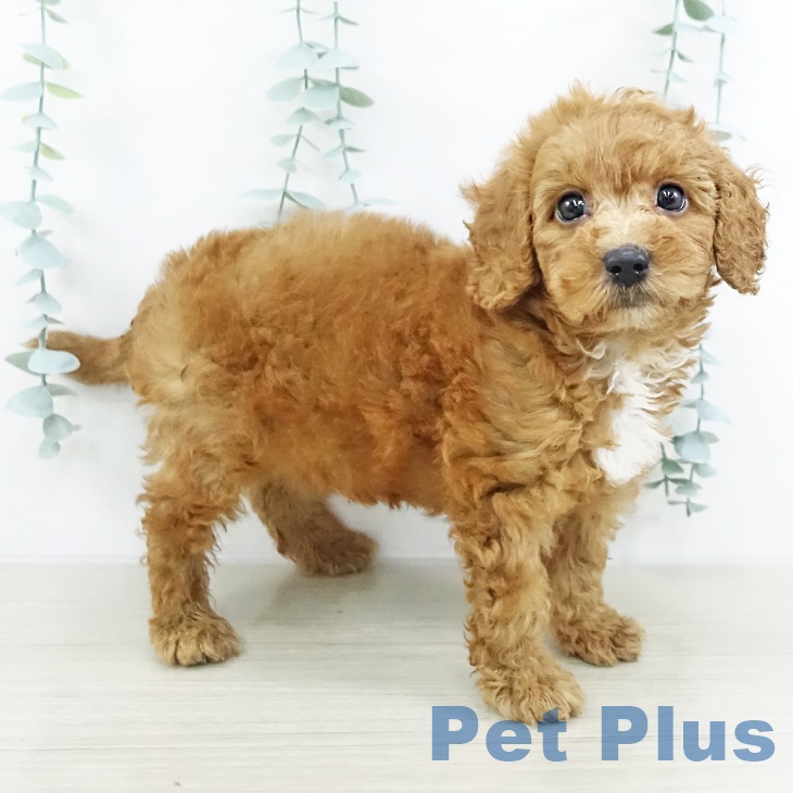 東京都のトイプードル(トイ) (ペットプラス 東久留米店/2025年9月17日生まれ/男の子/レッド)の子犬の1枚目の画像