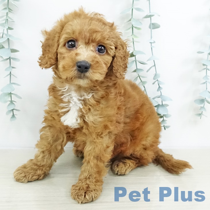 東京都のトイプードル(トイ) (ペットプラス 東久留米店/2025年9月17日生まれ/男の子/レッド)の子犬の2枚目の画像