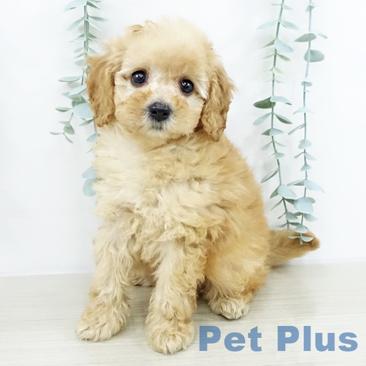 埼玉県のトイプードル(トイ) (ペットプラス イオンモール春日部店/2025年9月17日生まれ/女の子/アプリコット)の子犬の1枚目の画像