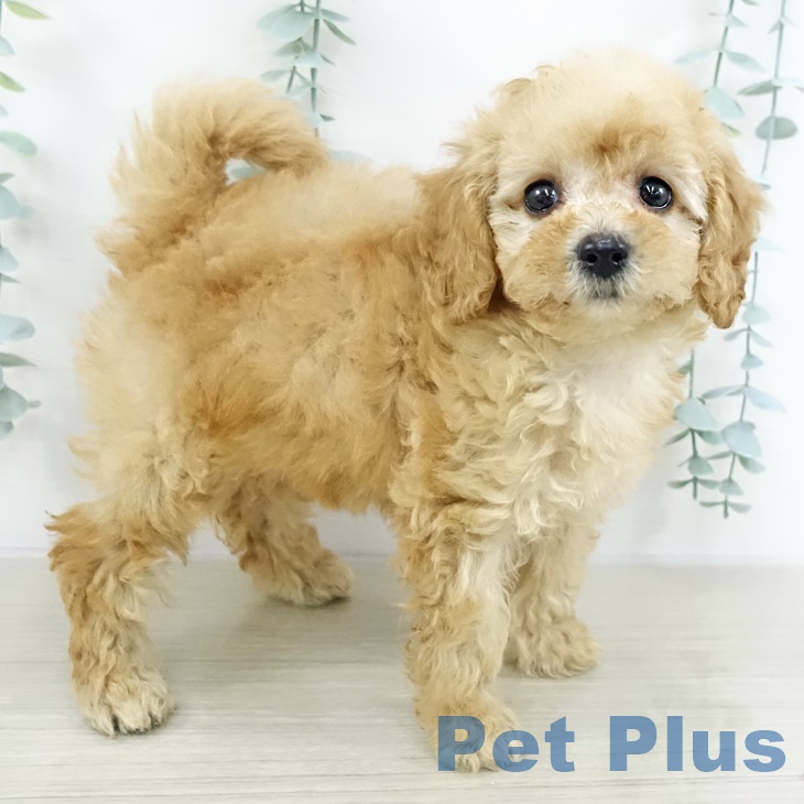 埼玉県のトイプードル(トイ) (ペットプラス イオンモール春日部店/2025年9月17日生まれ/女の子/アプリコット)の子犬の2枚目の画像