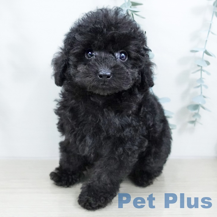 埼玉県のトイプードル(トイ) (ペットプラス ららぽーと富士見店/2025年9月17日生まれ/男の子/ブラック)の子犬の1枚目の画像