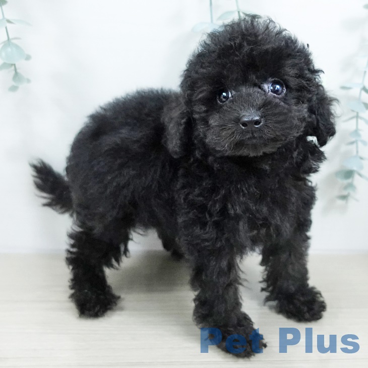 埼玉県のトイプードル(トイ) (ペットプラス ららぽーと富士見店/2025年9月17日生まれ/男の子/ブラック)の子犬の2枚目の画像