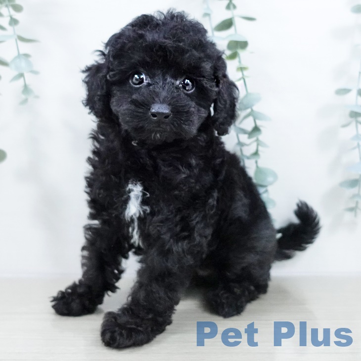 茨城県のトイプードル(トイ) (ペットプラス つくば店/2025年9月17日生まれ/女の子/ブラック)の子犬の1枚目の画像