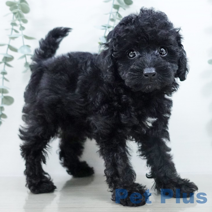 茨城県のトイプードル(トイ) (ペットプラス つくば店/2025年9月17日生まれ/女の子/ブラック)の子犬の2枚目の画像