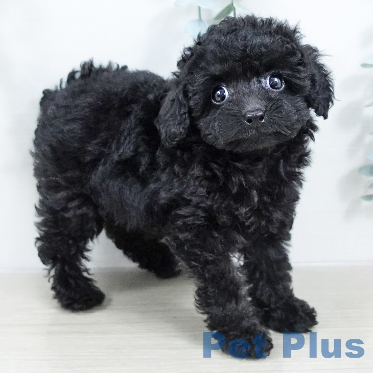 東京都のトイプードル(トイ) (ペットプラス アクアシティお台場店/2025年9月17日生まれ/女の子/ブラック)の子犬の1枚目の画像
