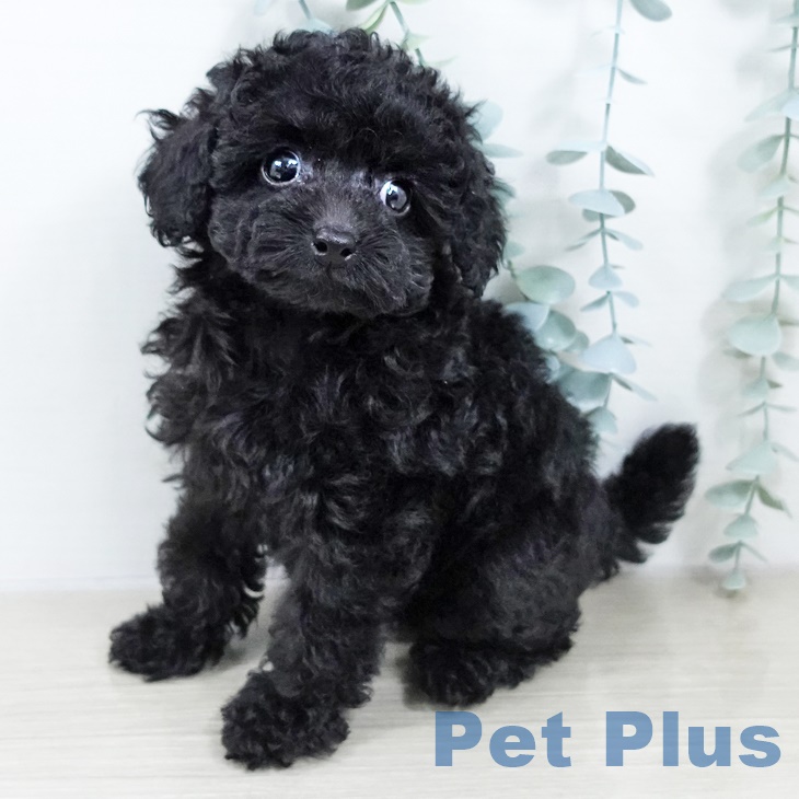 東京都のトイプードル(トイ) (ペットプラス アクアシティお台場店/2025年9月17日生まれ/女の子/ブラック)の子犬の2枚目の画像