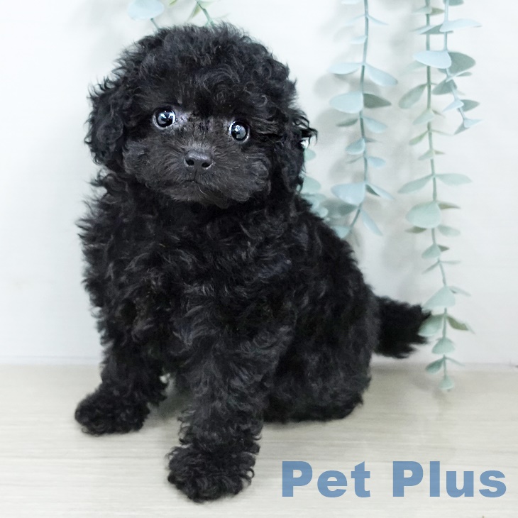 千葉県のトイプードル(トイ) (ペットプラス 幕張新都心店/2025年9月17日生まれ/女の子/ブラック)の子犬の1枚目の画像