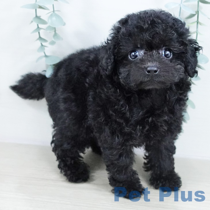 千葉県のトイプードル(トイ) (ペットプラス 幕張新都心店/2025年9月17日生まれ/女の子/ブラック)の子犬の2枚目の画像