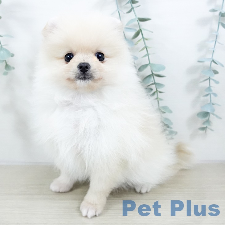 東京都のポメラニアン (ペットプラス むさし村山店/2025年9月14日生まれ/男の子/クリーム)の子犬の1枚目の画像