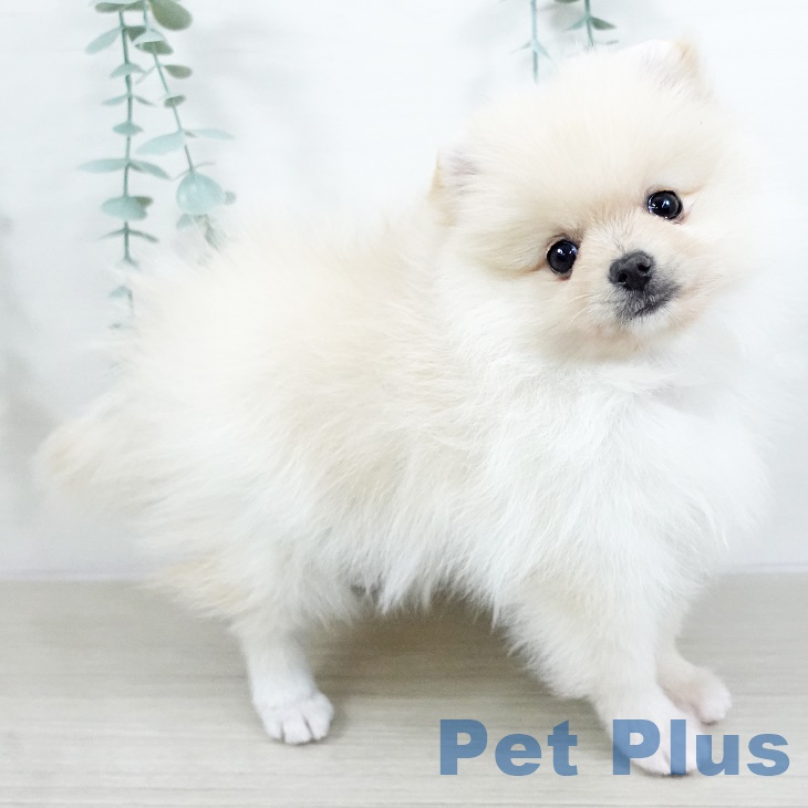 東京都のポメラニアン (ペットプラス むさし村山店/2025年9月14日生まれ/男の子/クリーム)の子犬の2枚目の画像