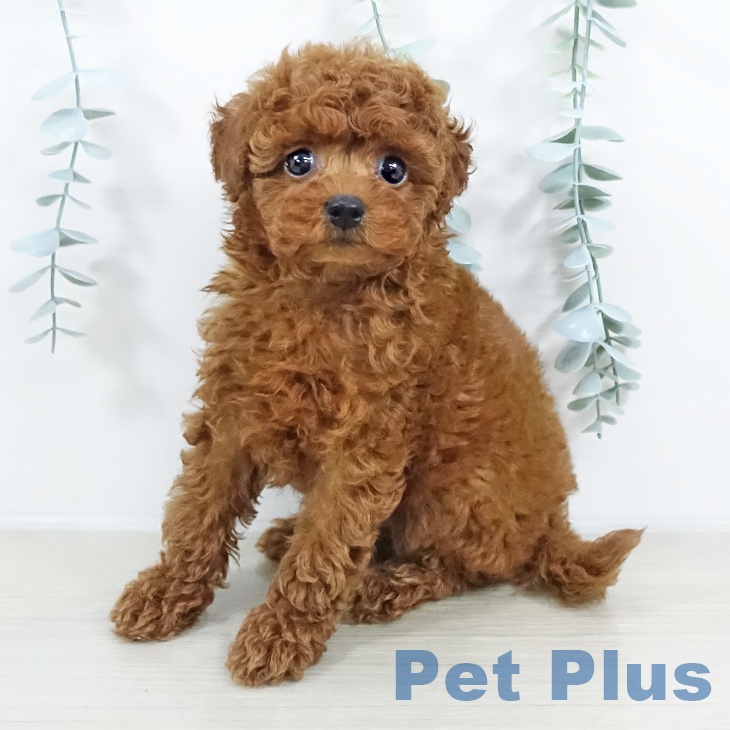 東京都のトイプードル(トイ) (ペットプラス アクアシティお台場店/2025年9月19日生まれ/女の子/レッド)の子犬