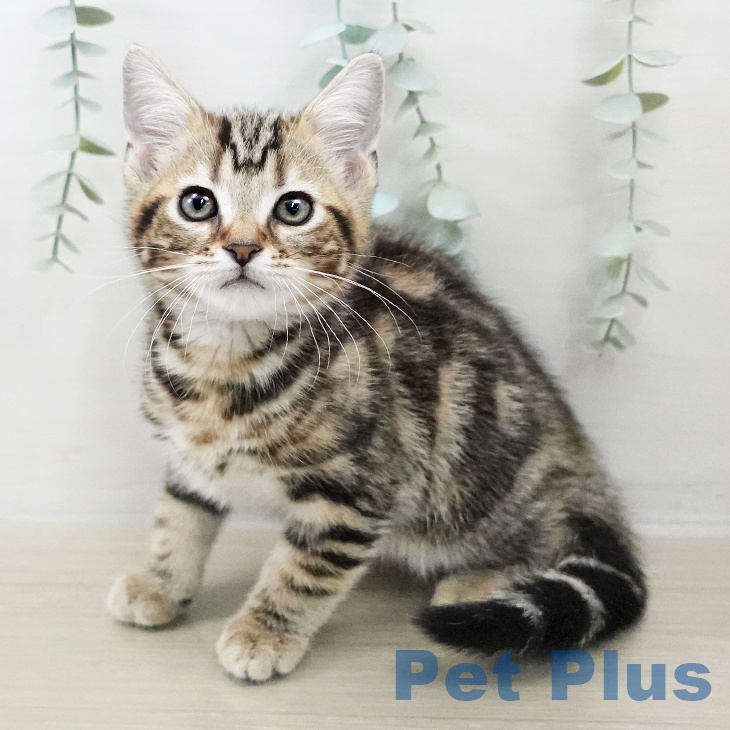 群馬県のアメリカンショートヘアー (ペットプラス 前橋店/2025年9月19日生まれ/男の子/ブラウンタビー)の子猫の1枚目の画像