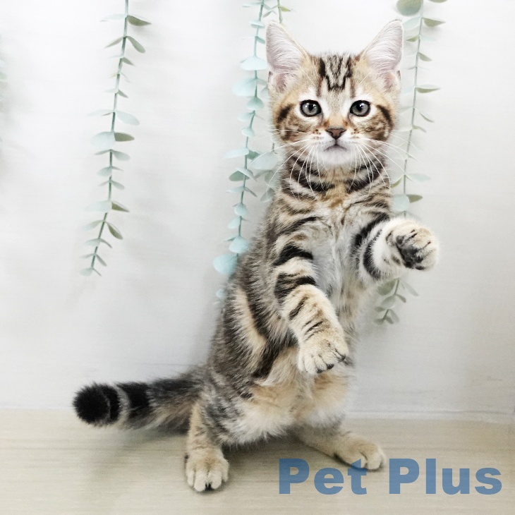 群馬県のアメリカンショートヘアー (ペットプラス 前橋店/2025年9月19日生まれ/男の子/ブラウンタビー)の子猫の2枚目の画像