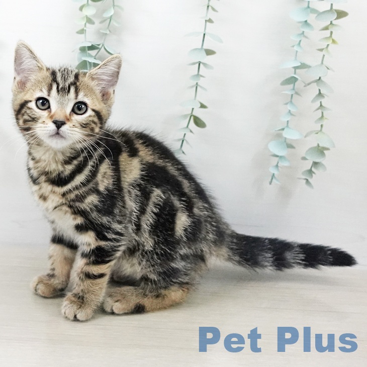 アメリカンショートヘア