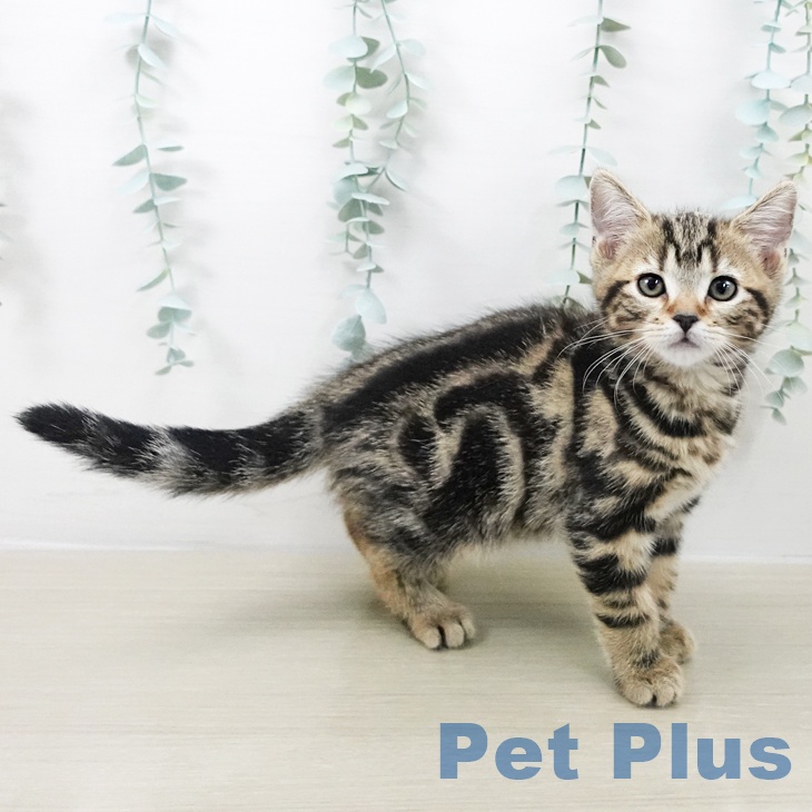 アメリカンショートヘアの写真2