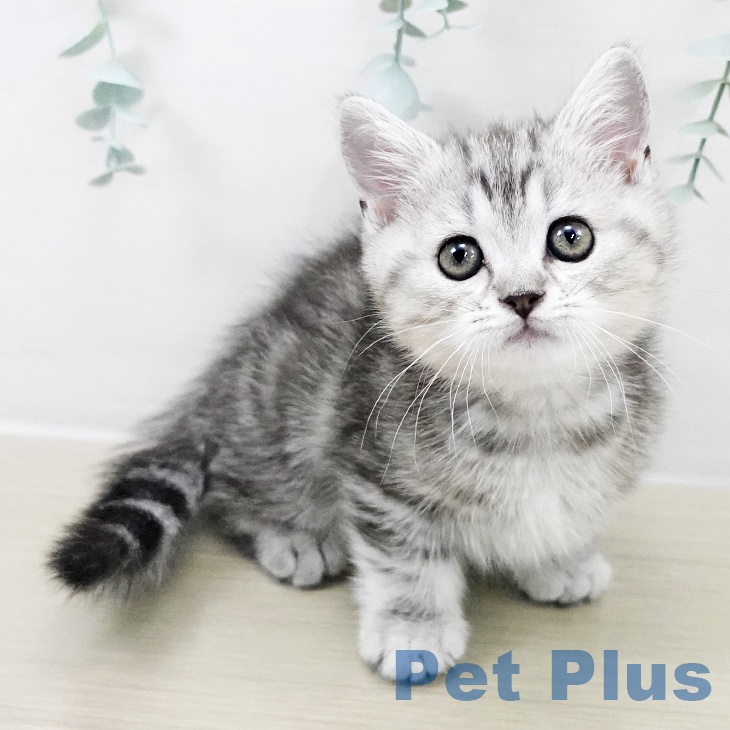 神奈川県のマンチカン (ペットプラス 湘南平塚店/2025年9月16日生まれ/男の子/シルバータビー)の子猫の1枚目の画像