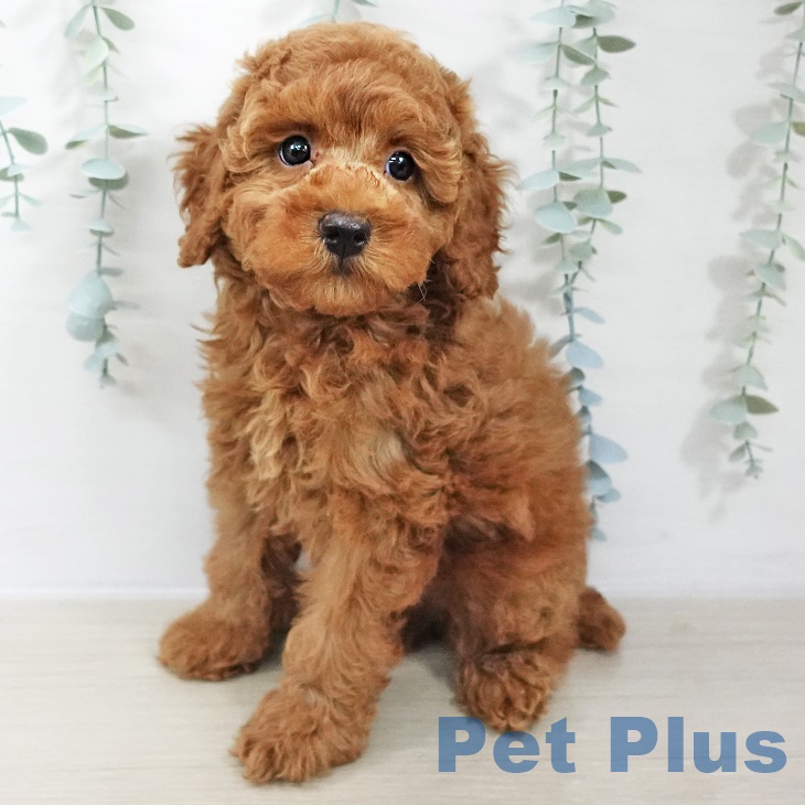 埼玉県のトイプードル(トイ) (ペットプラス 川口店/2025年9月18日生まれ/男の子/レッド)の子犬