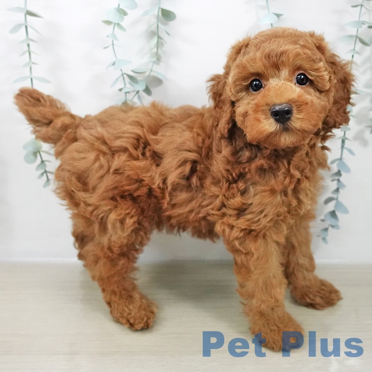 埼玉県のトイプードル(トイ) (ペットプラス 川口店/2025年9月18日生まれ/男の子/レッド)の子犬の2枚目の画像