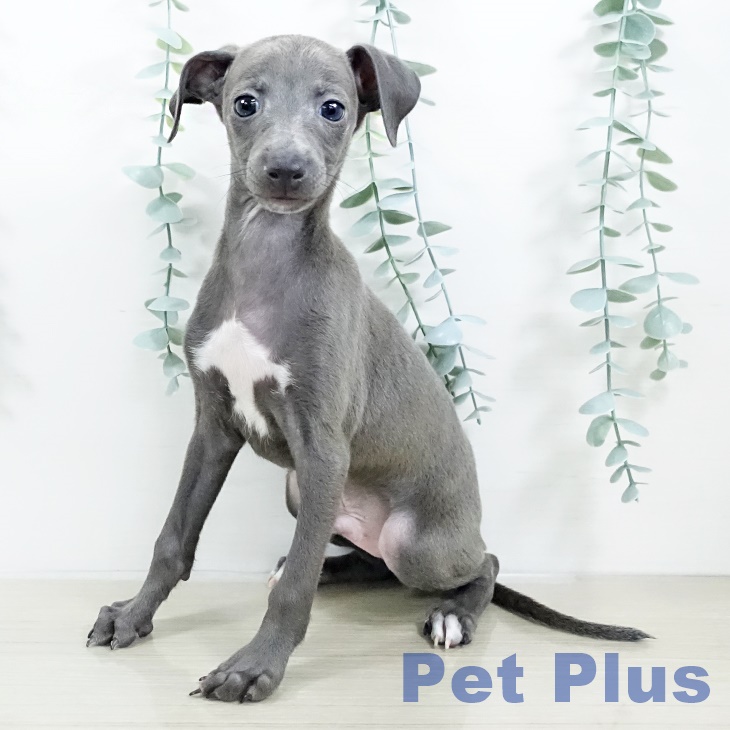 埼玉県のイタリアングレーハウンド (ペットプラス コクーンシティ店/2025年9月17日生まれ/男の子/ブルーホワイトマーキングス)の子犬