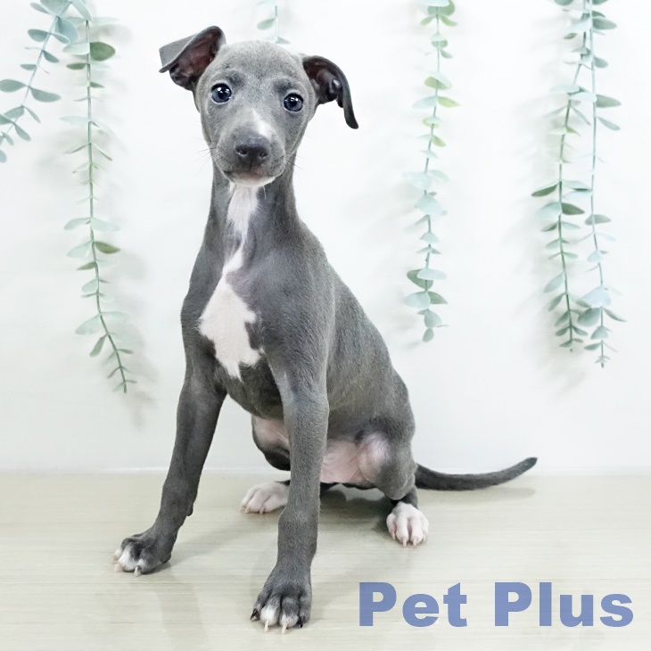 茨城県のイタリアングレーハウンド (ペッツワン つくば店/2025年9月20日生まれ/男の子/ブルーホワイトマーキングス)の子犬