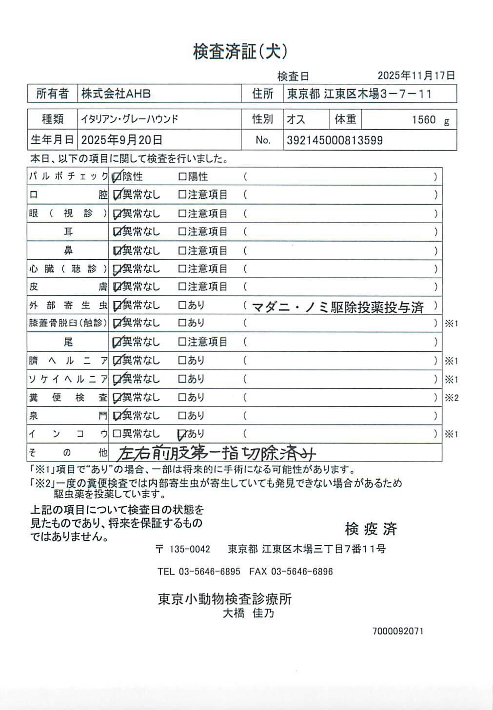 イタリアン・グレーハウンド