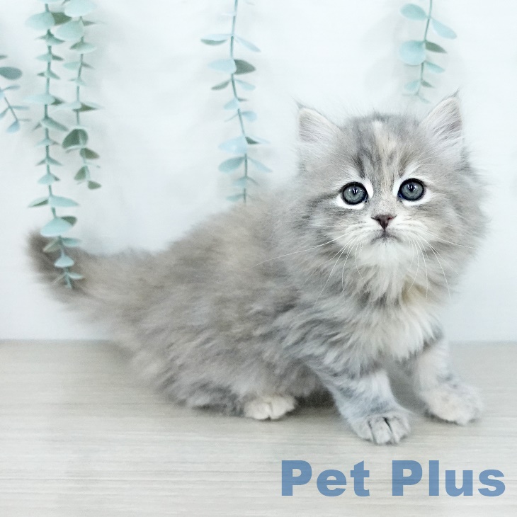 埼玉県のサイベリアン (ペットプラス 浦和美園店/2025年9月13日生まれ/女の子/ブルーパッチドタビー)の子猫