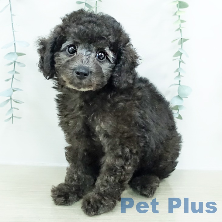 群馬県のトイプードル(トイ) (ペットプラス イオンモール太田店/2025年9月24日生まれ/男の子/グレー)の子犬の1枚目の画像