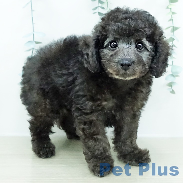 群馬県のトイプードル(トイ) (ペットプラス イオンモール太田店/2025年9月24日生まれ/男の子/グレー)の子犬の2枚目の画像