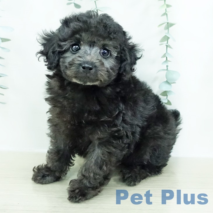 茨城県のトイプードル(トイ) (ペットプラス つくば店/2025年9月24日生まれ/女の子/グレー)の子犬の1枚目の画像