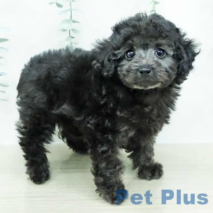 茨城県のトイプードル(トイ) (ペットプラス つくば店/2025年9月24日生まれ/女の子/グレー)の子犬の2枚目の画像