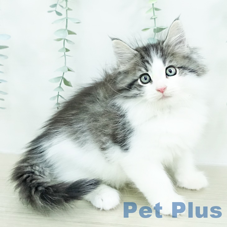 ノルウェージャンフォレストキャットの写真2