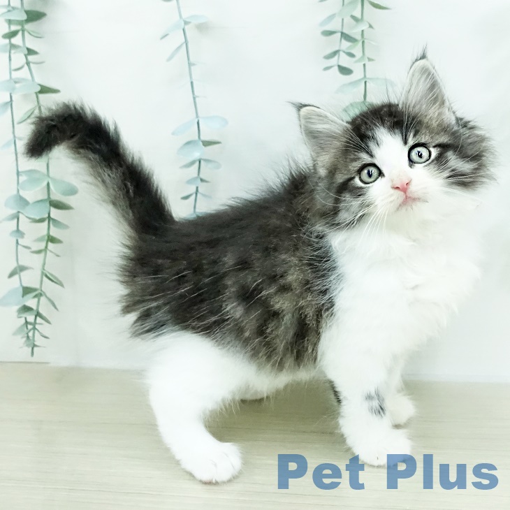 ノルウェージャンフォレストキャット